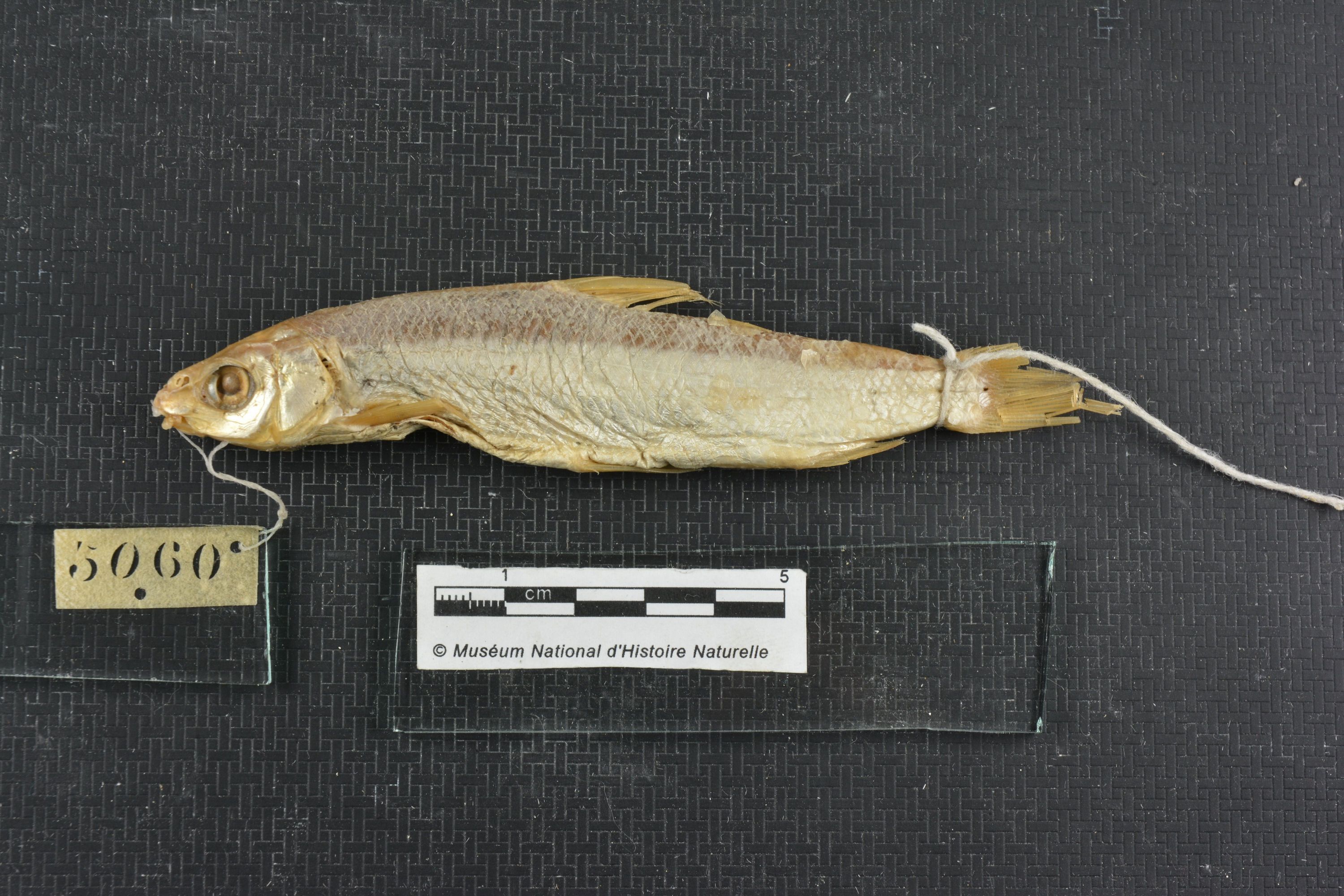 Xenocypris macrolepis Bleeker, 1871